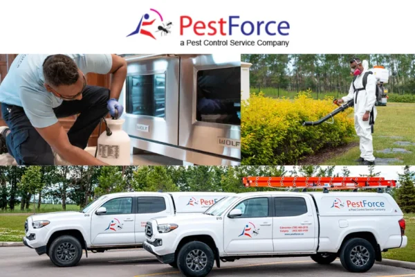 Ensure Hygiene Safely With Pigeon Droppings Removal
