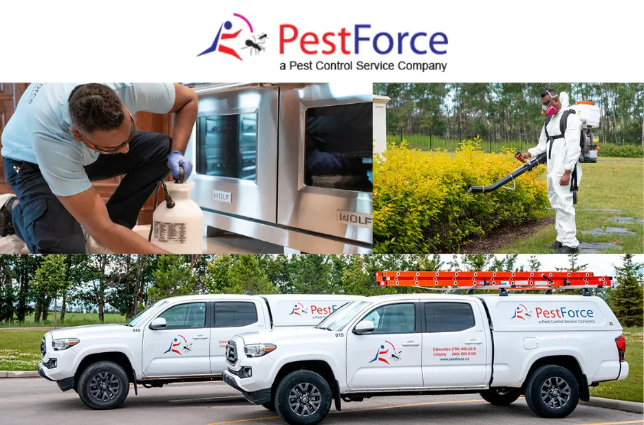Ensure Hygiene Safely With Pigeon Droppings Removal