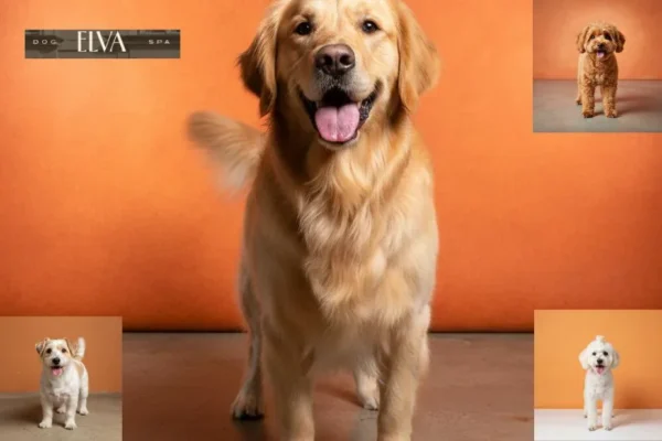 Professioneller Dog Groomer Wien – Liebevolle Fellpflege für Ihren Hund bei Elva-dog.at