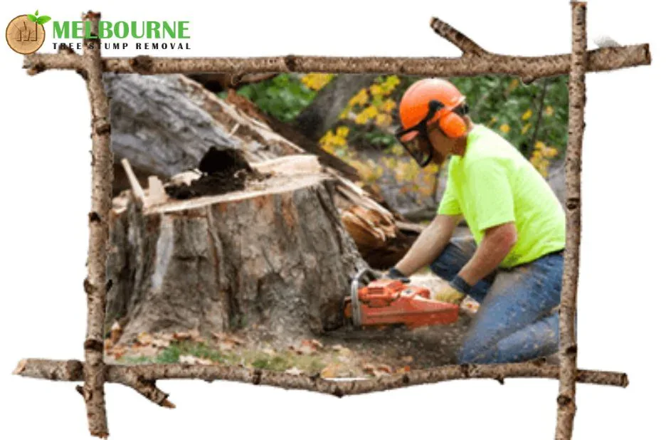 Affordable and Reliable Stump Removal Werribee Services by Certified Arborists