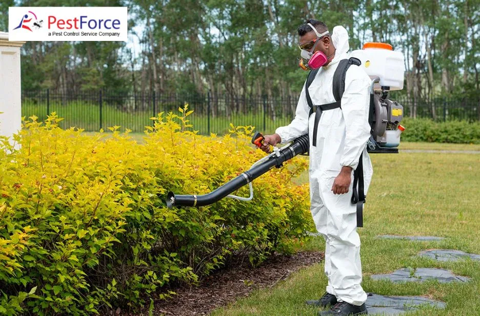 Effective Mice Droppings Cleaning Services for a Safe and Hygienic Environment