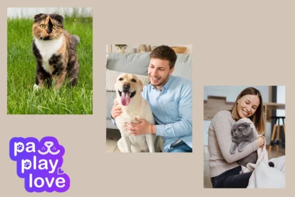 How To Find Mate For My Dog | Petdatingnearme.com
