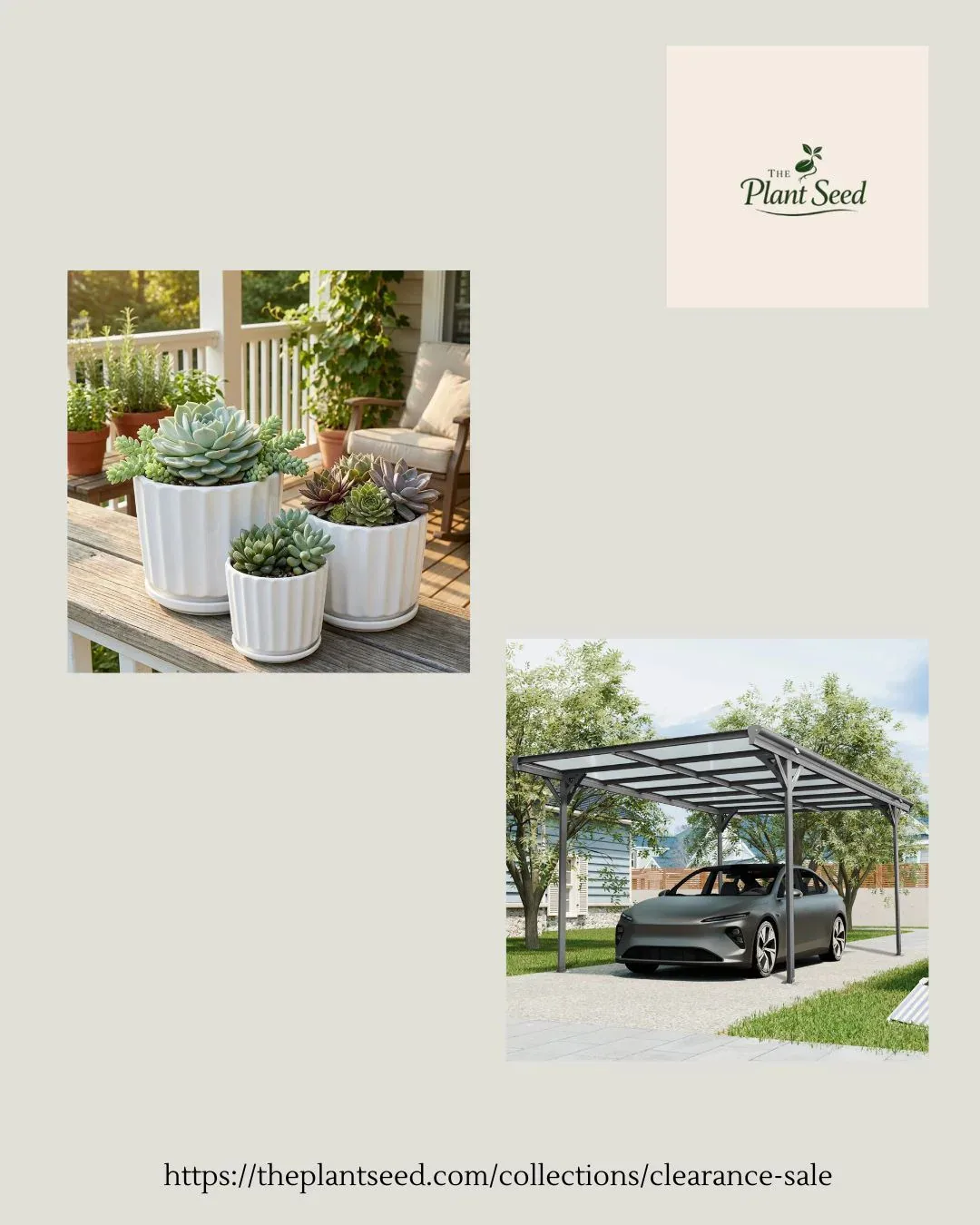 Miss Saigon Hyacinth Seeds for Vibrant Fragrant Blooms | ThePlantSeed.com