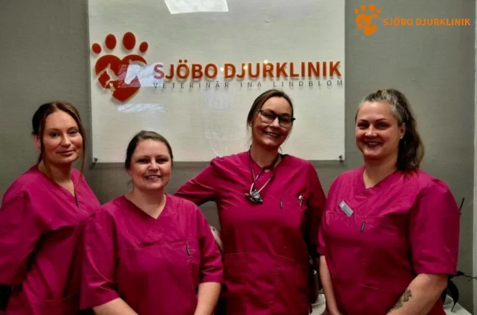 Avliva katt i Ystad – Omtänksamt och professionellt hos Sjobodjurklinik.se