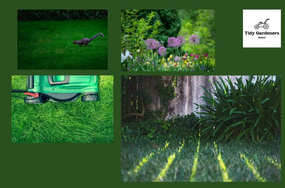 Professional Lawn Care Service Bristol | Tidy Gardeners Bristol
