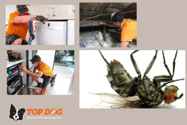 Pest Inspections Gold Coast – Ensure a Pest-Free Property