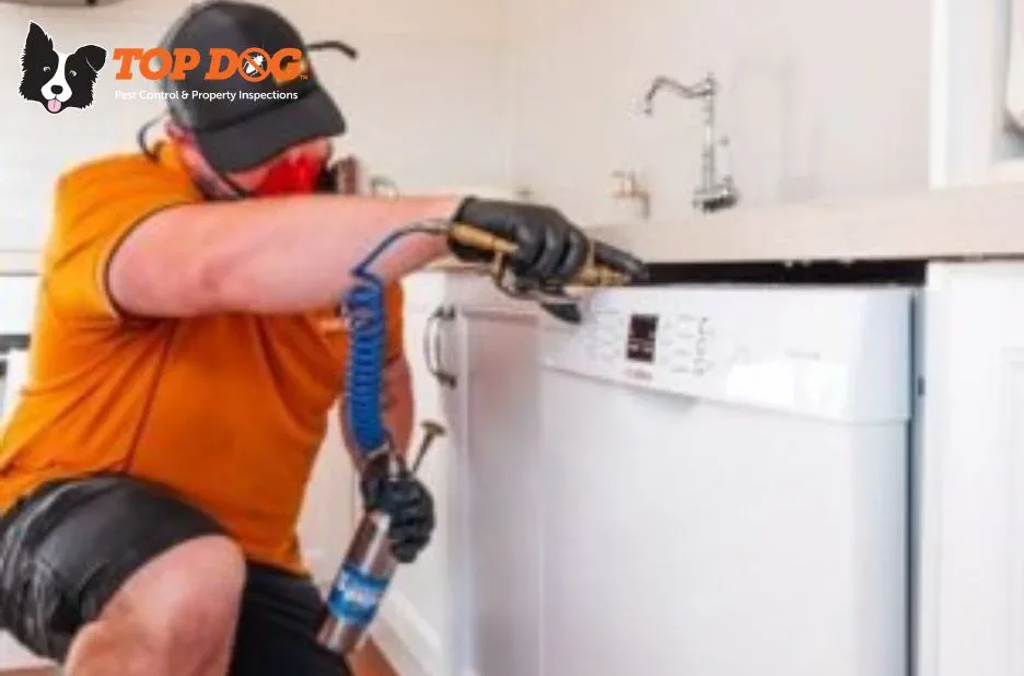 Effective Pest Control Nerang Services for Fast and Safe Pest Elimination