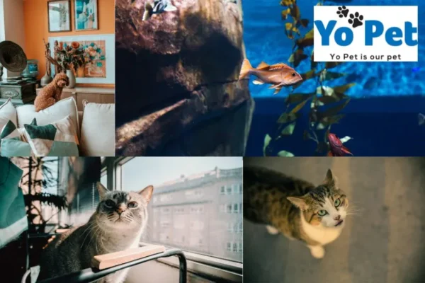 Super Pet Comfort Wheel Buy Online UK – Best Deals at Yopet.co.uk