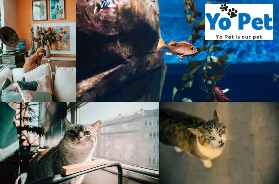 Super Pet Comfort Wheel Buy Online UK – Best Deals at Yopet.co.uk