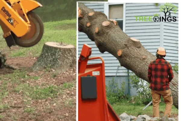 Professional Tree Removal Service Broadmeadows for Safe and Reliable Solutions