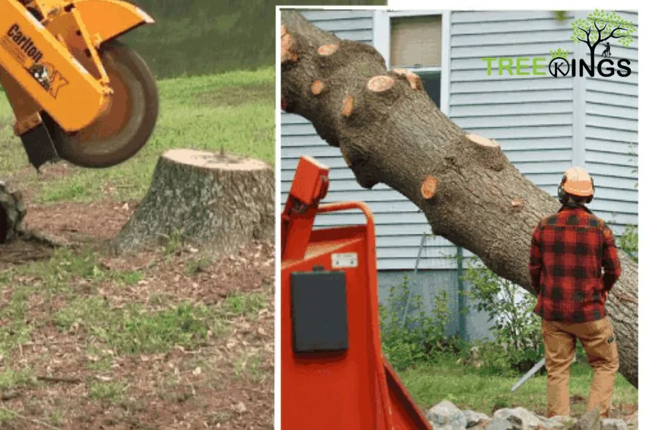 Professional Tree Removal Service Broadmeadows for Safe and Reliable Solutions