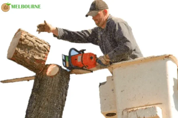 Melbourne Tree Stump Removal Services for Safe and Clean Landscapes