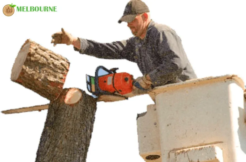 Melbourne Tree Stump Removal Services for Safe and Clean Landscapes