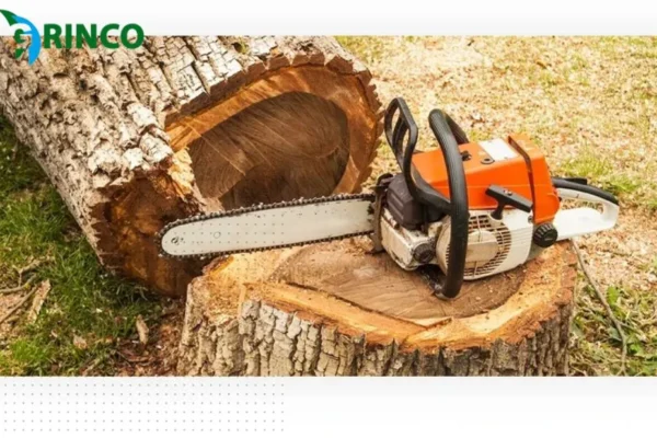 Professional Tree Root Removal Services for Safe and Effective Root Clearing