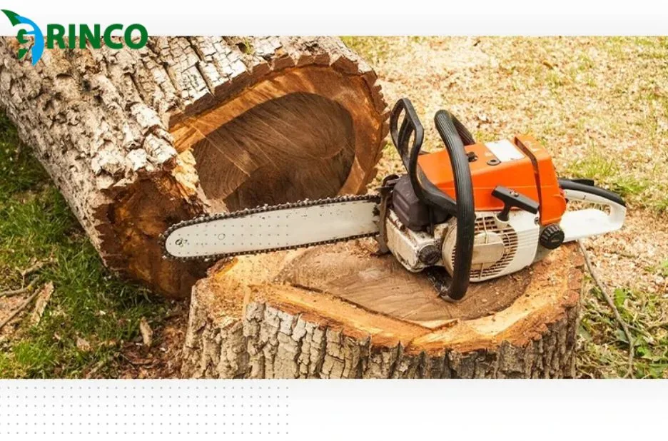 Professional Tree Root Removal Services for Safe and Effective Root Clearing