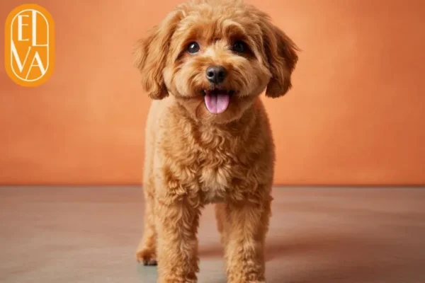 Hund Wellness Behandlung Wien – Ganzheitliche Pflege und Entspannung für Ihren Vierbeiner