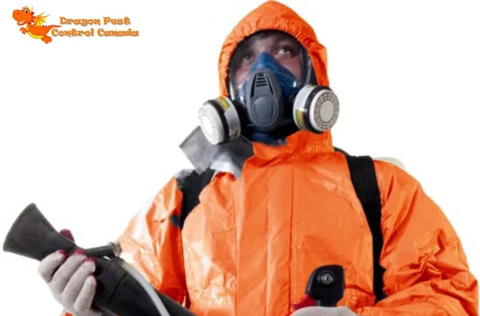 Top Rat Exterminator Edmonton Services | Safe & Effective Pest Control Solutions