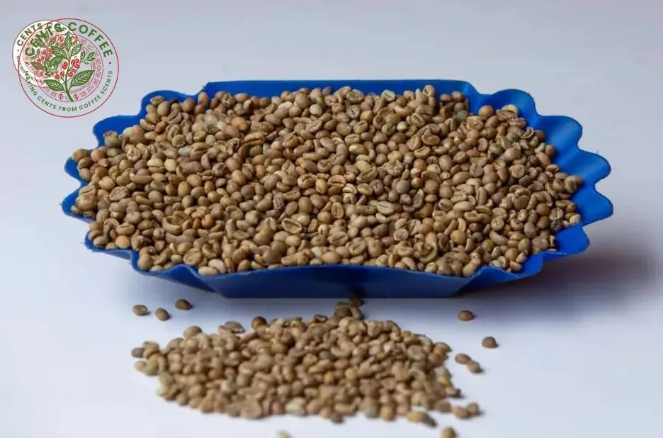 Premium Green Coffee Beans Screen 18 Grade for Professional Roasters | Centscoffee.com