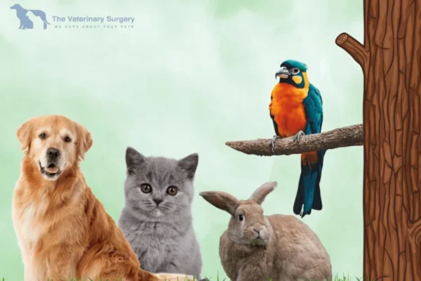 Expert Pet Vet Care Qatar for Healthy and Happy Pets