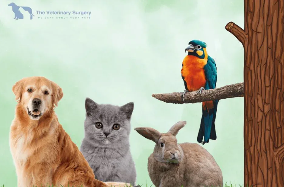 Expert Pet Vet Care Qatar for Healthy and Happy Pets
