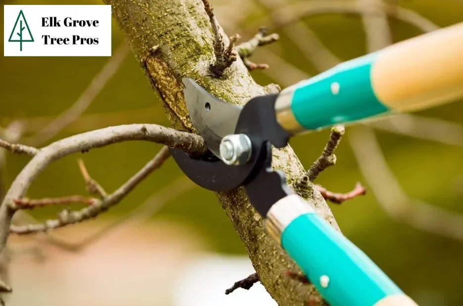 Expert Elk Grove Tree Services for Safe, Beautiful, and Healthy Trees