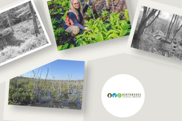 Expert Professional Wetland Delineation Consultant for Accurate Environmental Boundary Services