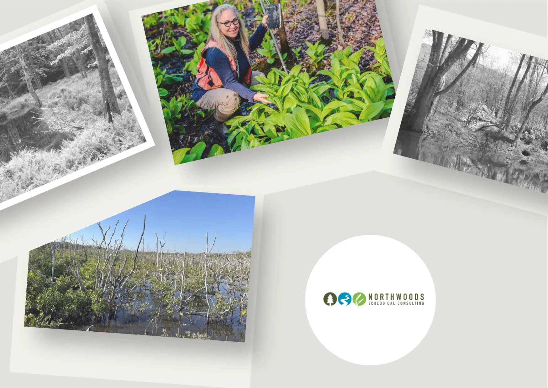 Expert Professional Wetland Delineation Consultant for Accurate Environmental Boundary Services