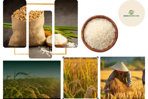 Top Rice Wholesalers in Lagos Nigeria for Premium Quality and Reliable Supply
