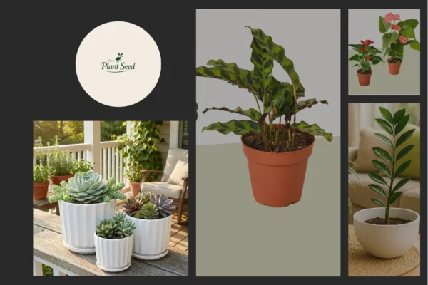 Scindapsus Platinum Java – Unique Indoor Plant for Stylish Foliage Collection