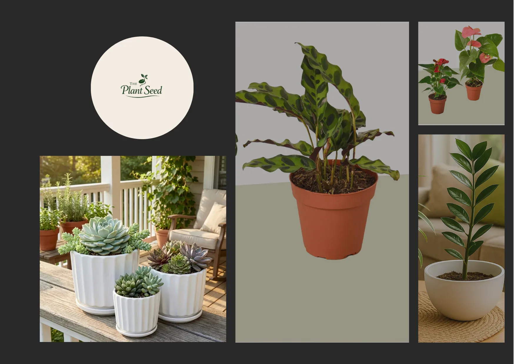 Scindapsus Platinum Java – Unique Indoor Plant for Stylish Foliage Collection