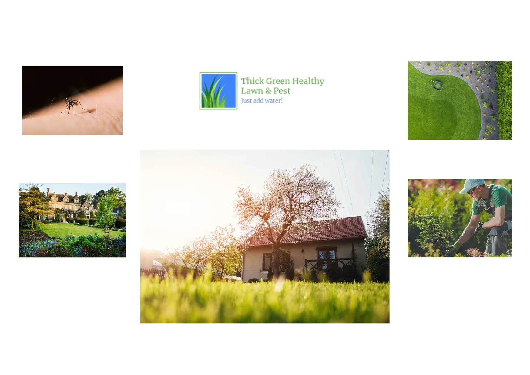 Thick Green Healthy Lawn & Pest Solutions for Vibrant, Pest-Free Yards