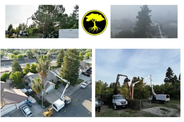 Reliable Green Waste Hauling Services for Eco-Friendly Yard Cleanup