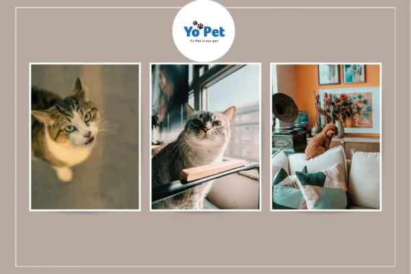 Super Pet Comfort Wheel Buy Online UK – Best Deals at Yopet.co.uk