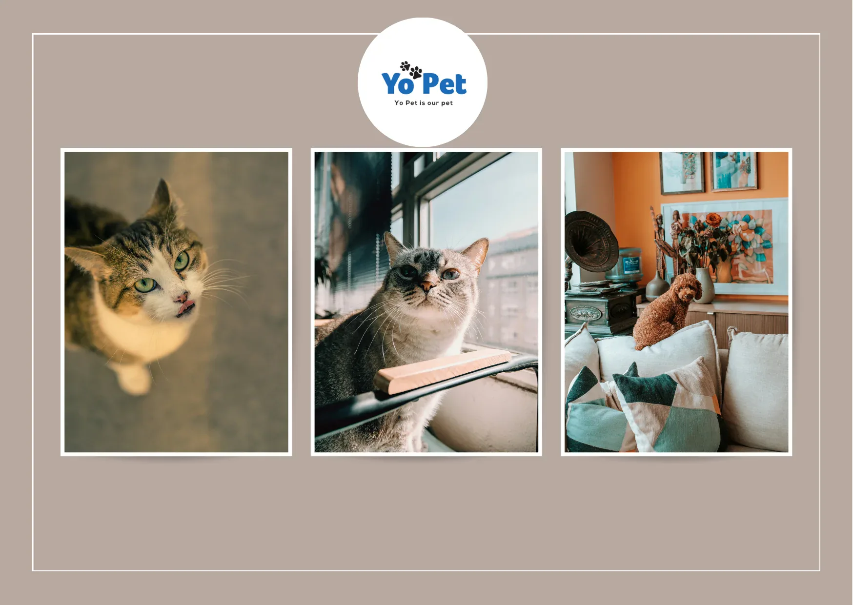 Super Pet Comfort Wheel Buy Online UK – Best Deals at Yopet.co.uk