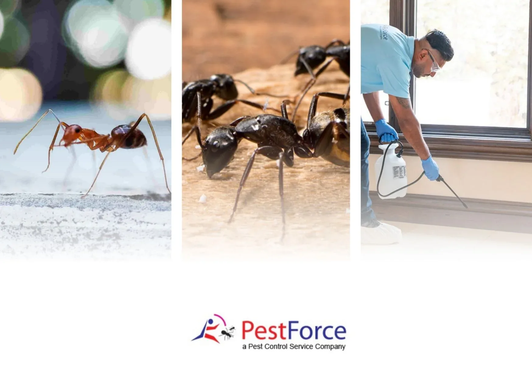 Effective Mice Proofing Solutions to Keep Rodents Out of Your Home and Business