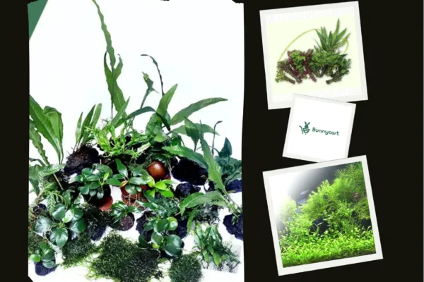 Premium Aquarium Plants for a Lush and Healthy Underwater Garden