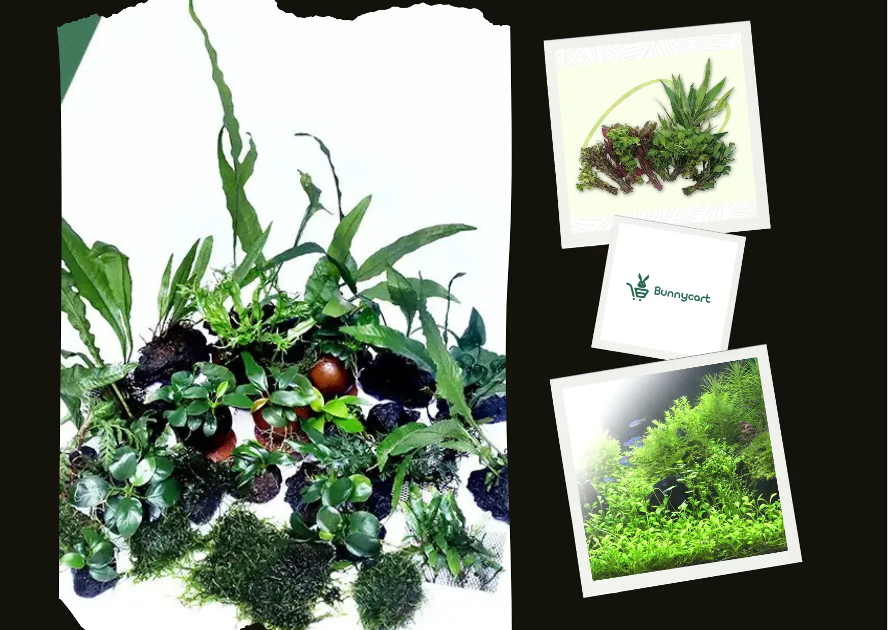 Premium Aquarium Plants for a Lush and Healthy Underwater Garden