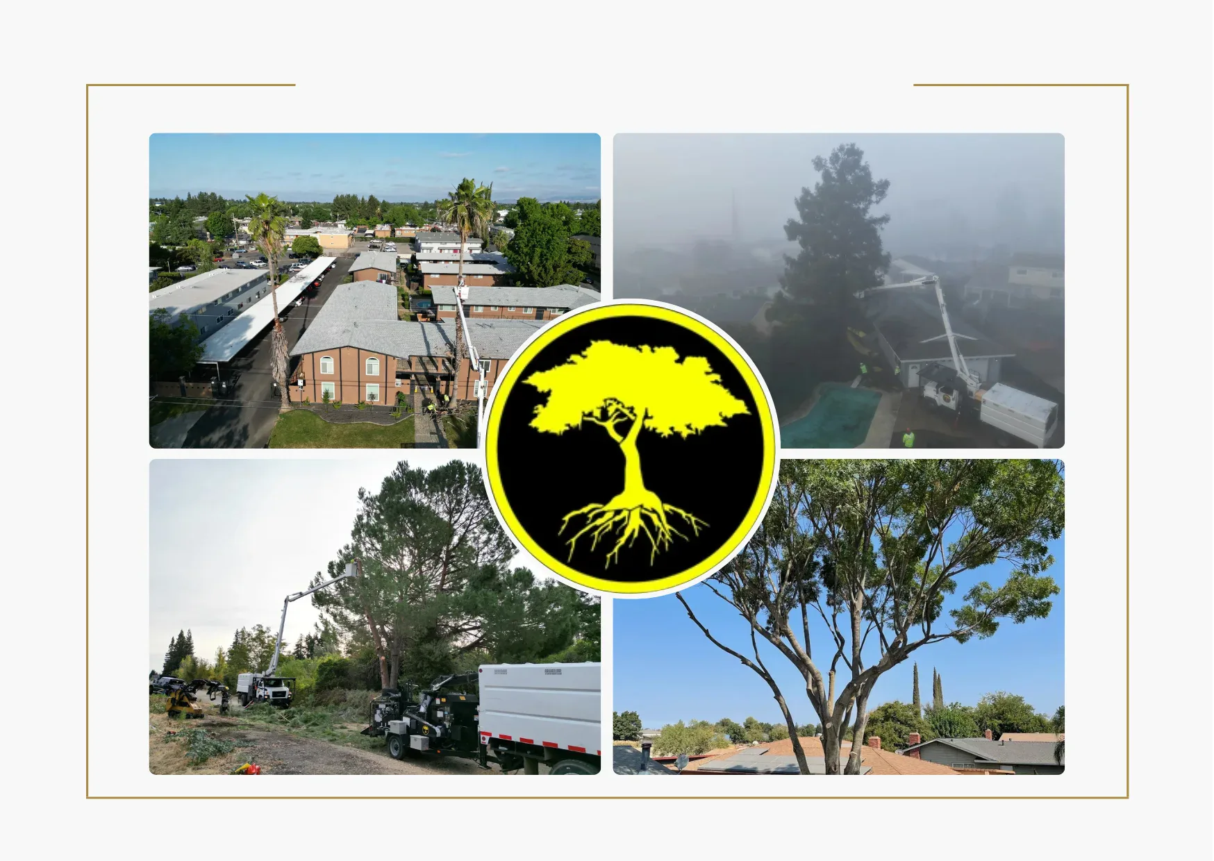Reliable Emergency Tree Removal Services for Fast and Safe Solutions