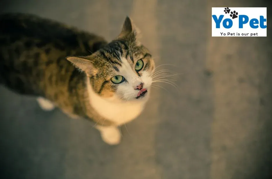 Kaytee Comfort Wheel – Safe and Comfortable Exercise for Small Pets at Yopet.co.uk