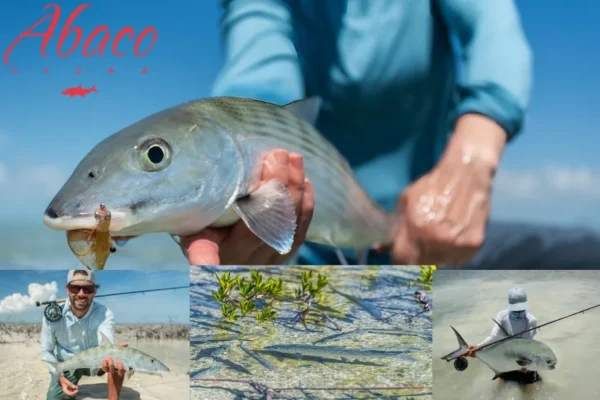 Best Fly Fishing Lodge Bahamas for Luxury Stays and Expert Guided Adventures