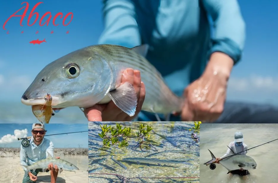 Best Fly Fishing Lodge Bahamas for Luxury Stays and Expert Guided Adventures