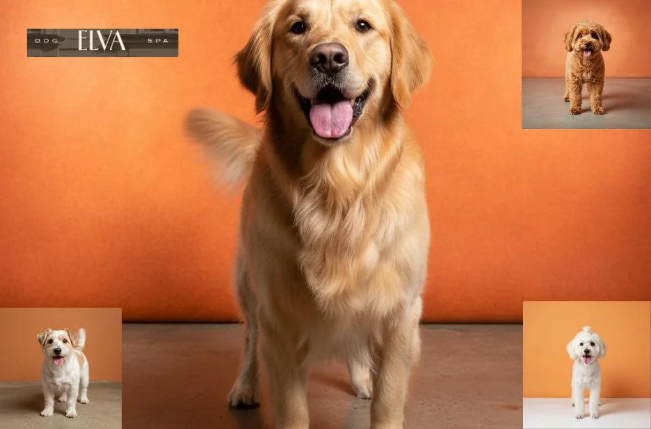 Premium Hundesalon Wien – Exklusive Pflege und Styling für Ihren Hund