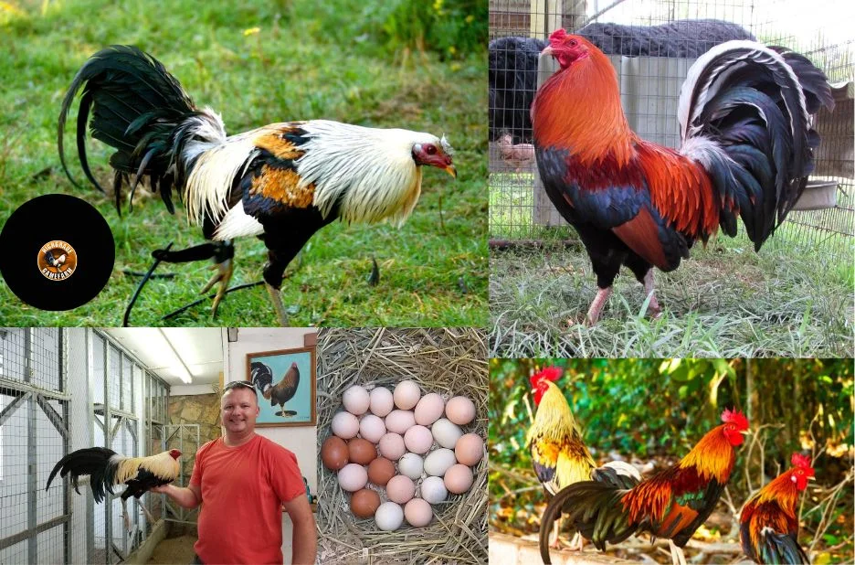 Buy Quality Gamefowl Eggs for Sale from Trusted Breeders Online