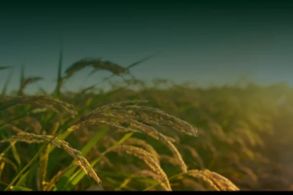 Top Parboiled Rice Exporter Ghana for Quality Bulk Rice Exports