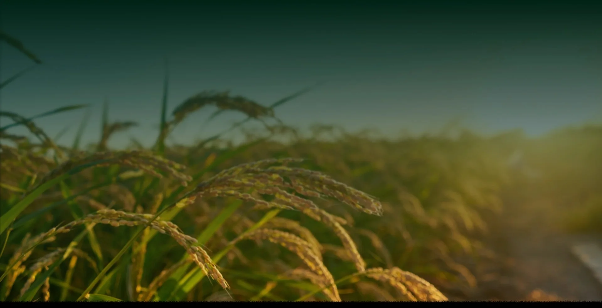 Top Parboiled Rice Exporter Ghana for Quality Bulk Rice Exports