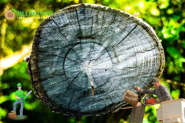 Expert Stump Removal Toorak Services for Pristine Landscapes