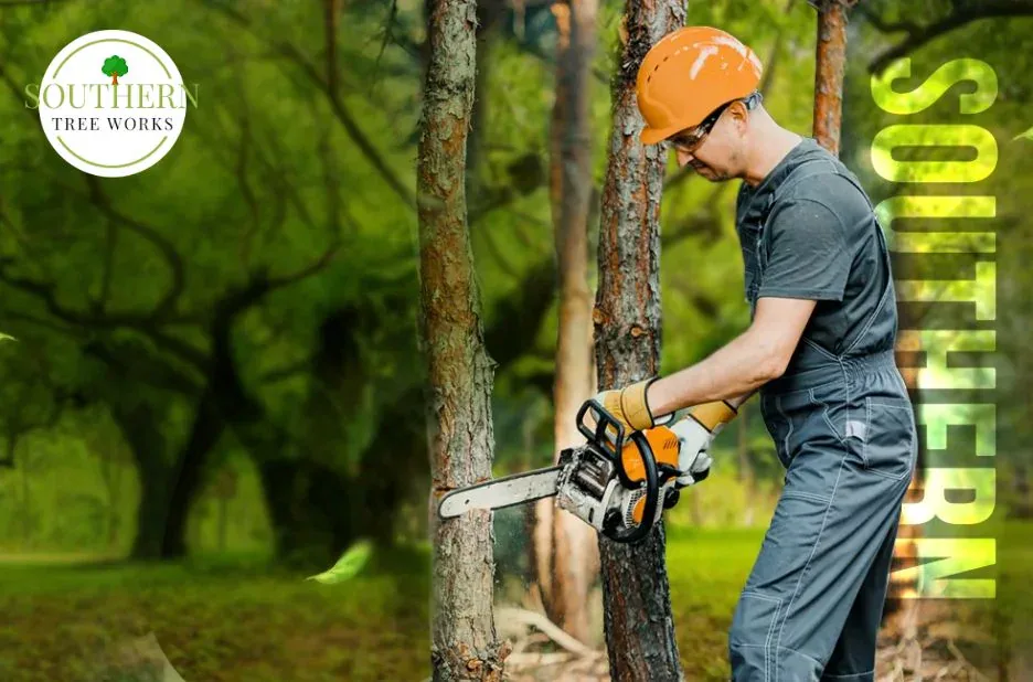 Trusted Tree Removal Company in Dothan AL for Safe and Efficient Services