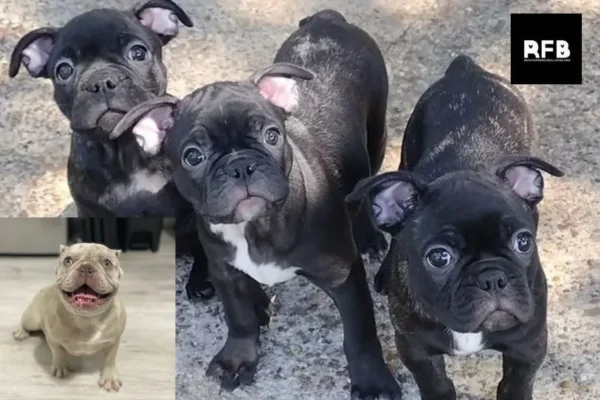 Rescue French Bulldog Adoption Guide for Finding Loving Forever Homes