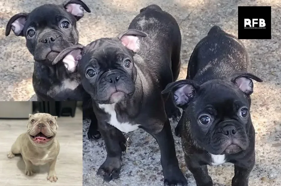 Rescue French Bulldog Adoption Guide for Finding Loving Forever Homes
