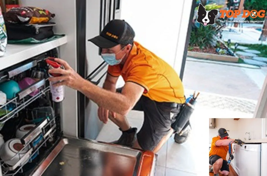 Effective Pest Control Pacific Pines Services for Homes and Offices